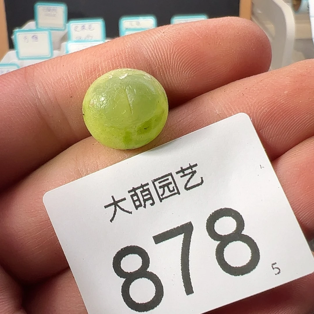 0000878 一物一拍……