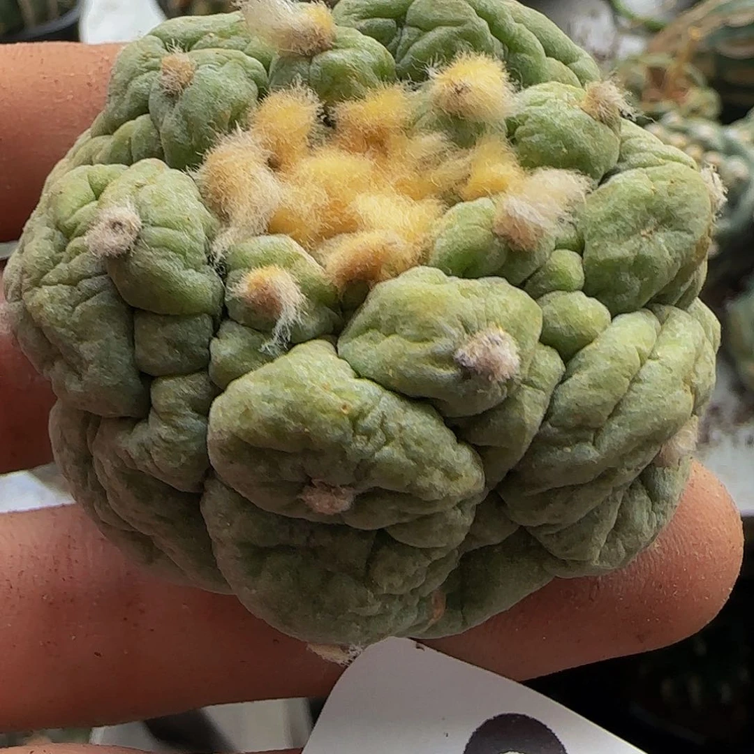 皱尤866刚出根的的