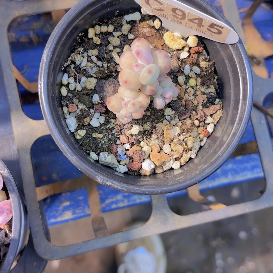 C945萤火虫一物一拍