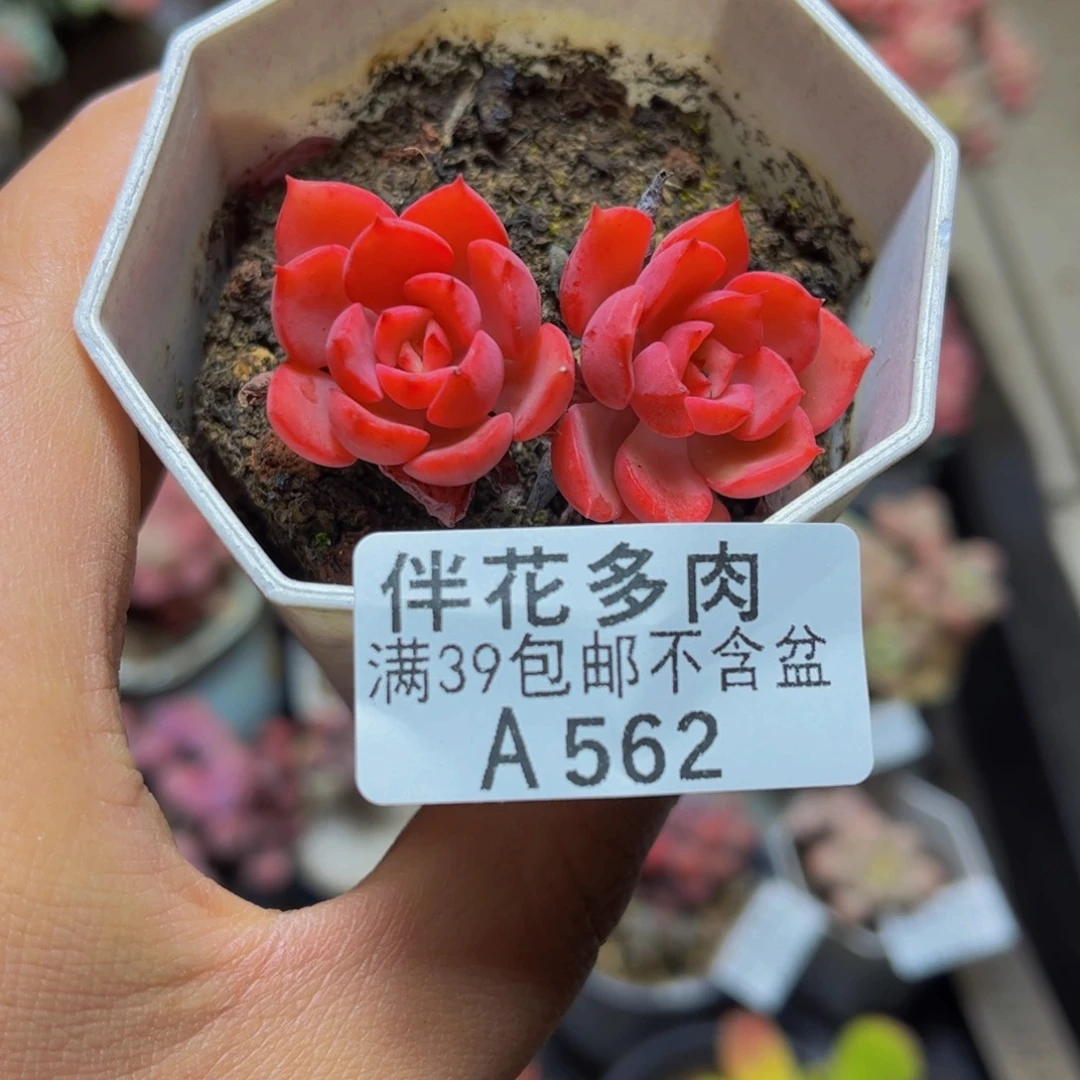 562高贵5厘米多肉