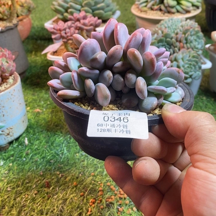 0346啊啊啊啊啊啊啊啊啊啊