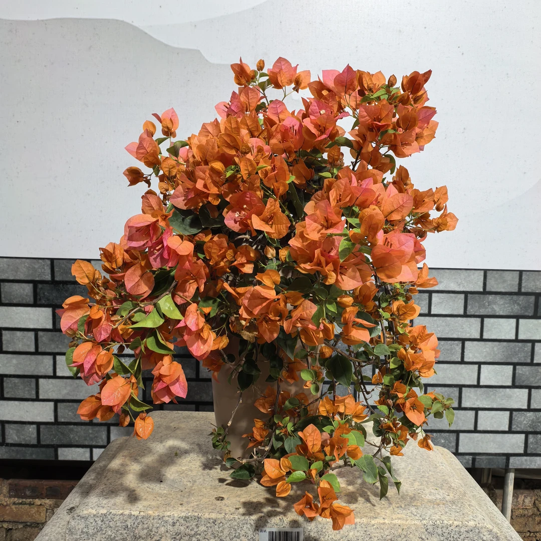 【艺景园花花公子专用】泰国橙花瀑布造型盆景老桩好养勤花侧飘