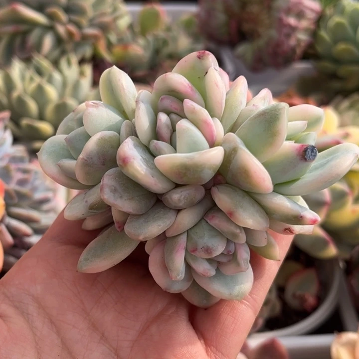 橙梦露锦捧花一颗价格