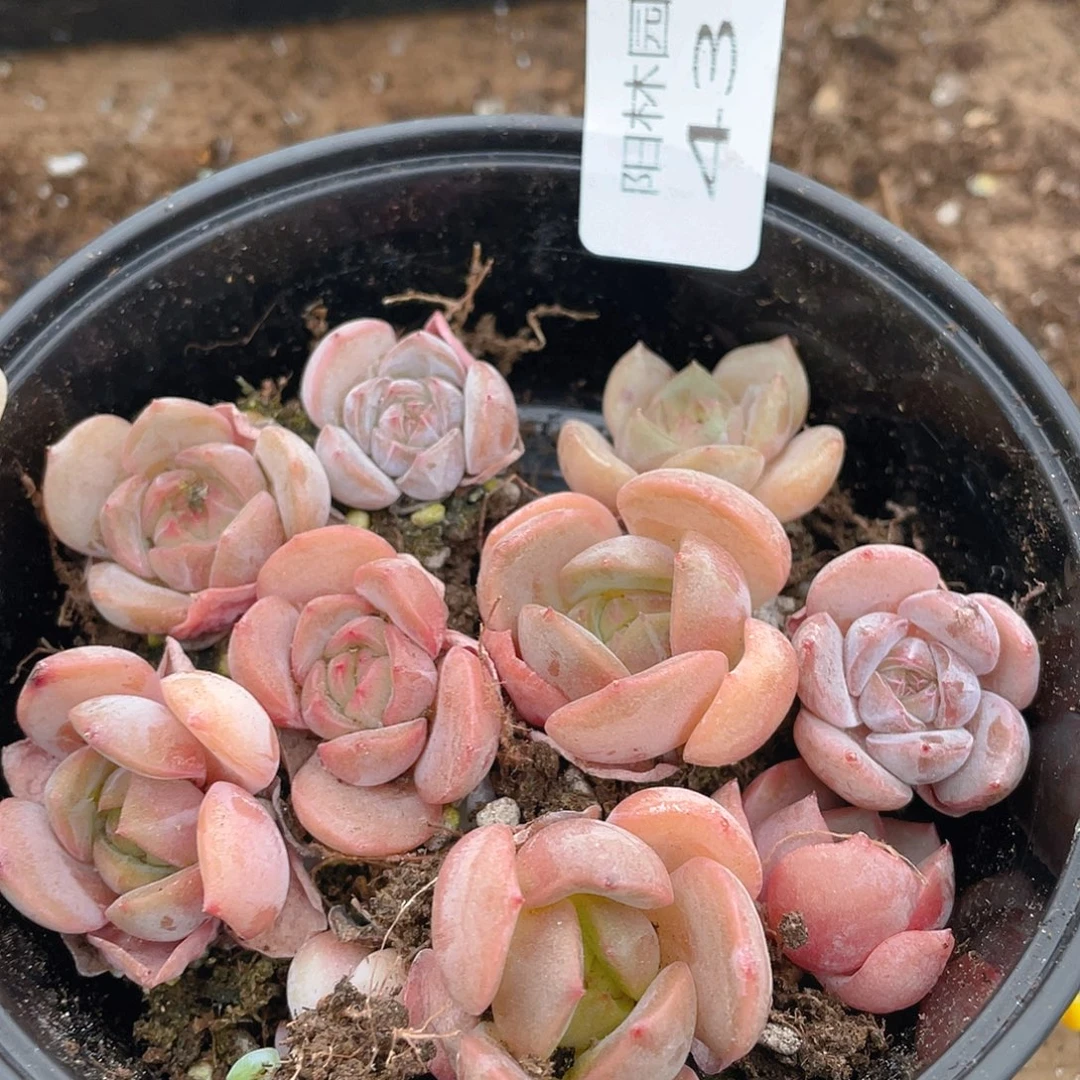 多肉植物多肉植物438