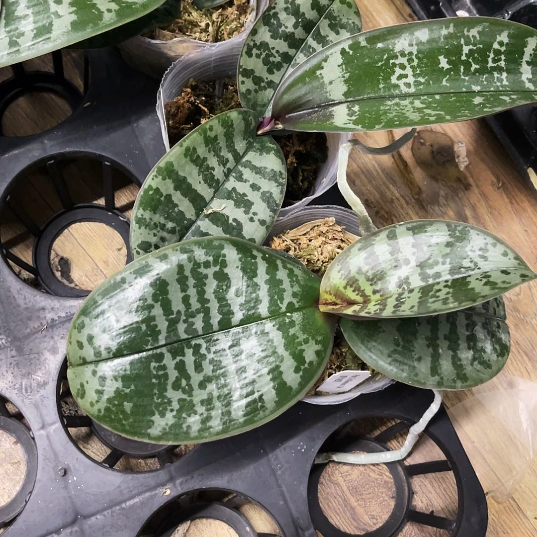 当前无花栽培后可以开花西雷利2.8
