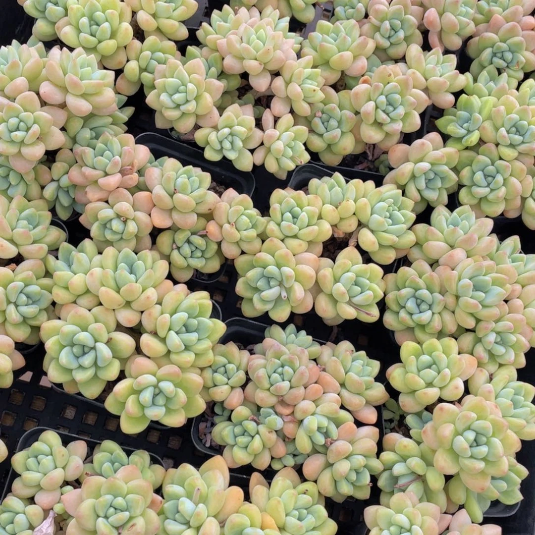 1053号 奶酪蛋糕老桩大群生一个