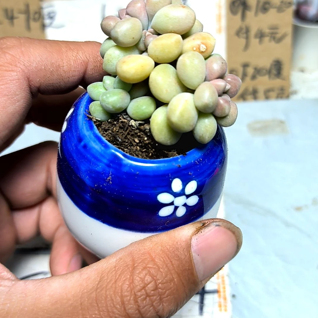 满6元包邮，姬秋丽2/4头