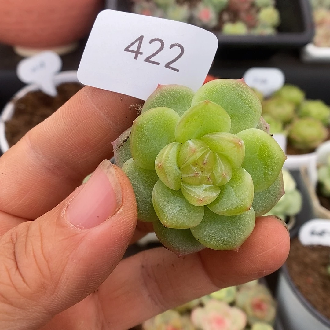 一物一拍一物一拍926-422