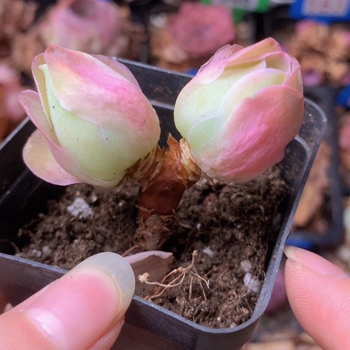 一物一拍果粒橙085