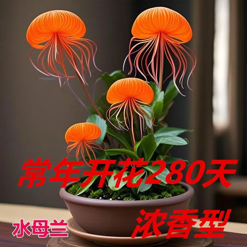 耐寒植物浓香水母兰阳台盆栽室内花卉绿植庭院植物四季开花易活
