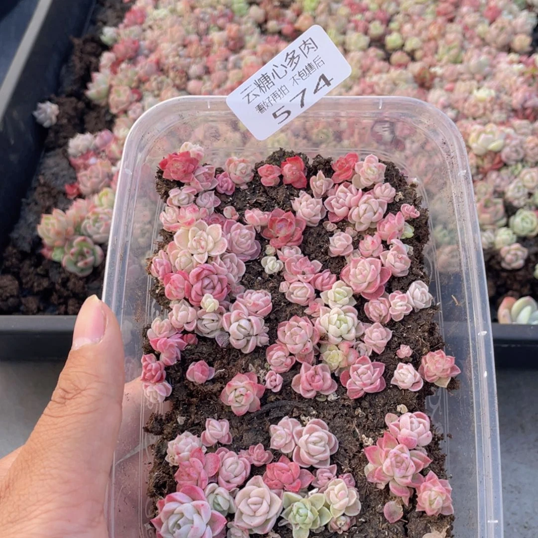 云糖心多肉植物574