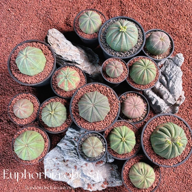 允禾大戟科直播链接