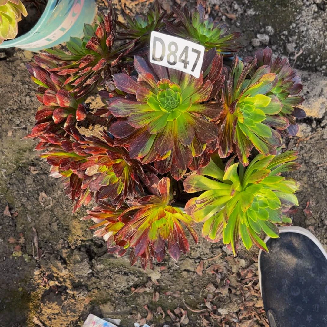 莫兰迪法师26/////18包邮