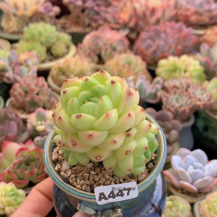 一物一拍含盆土满38包邮A447