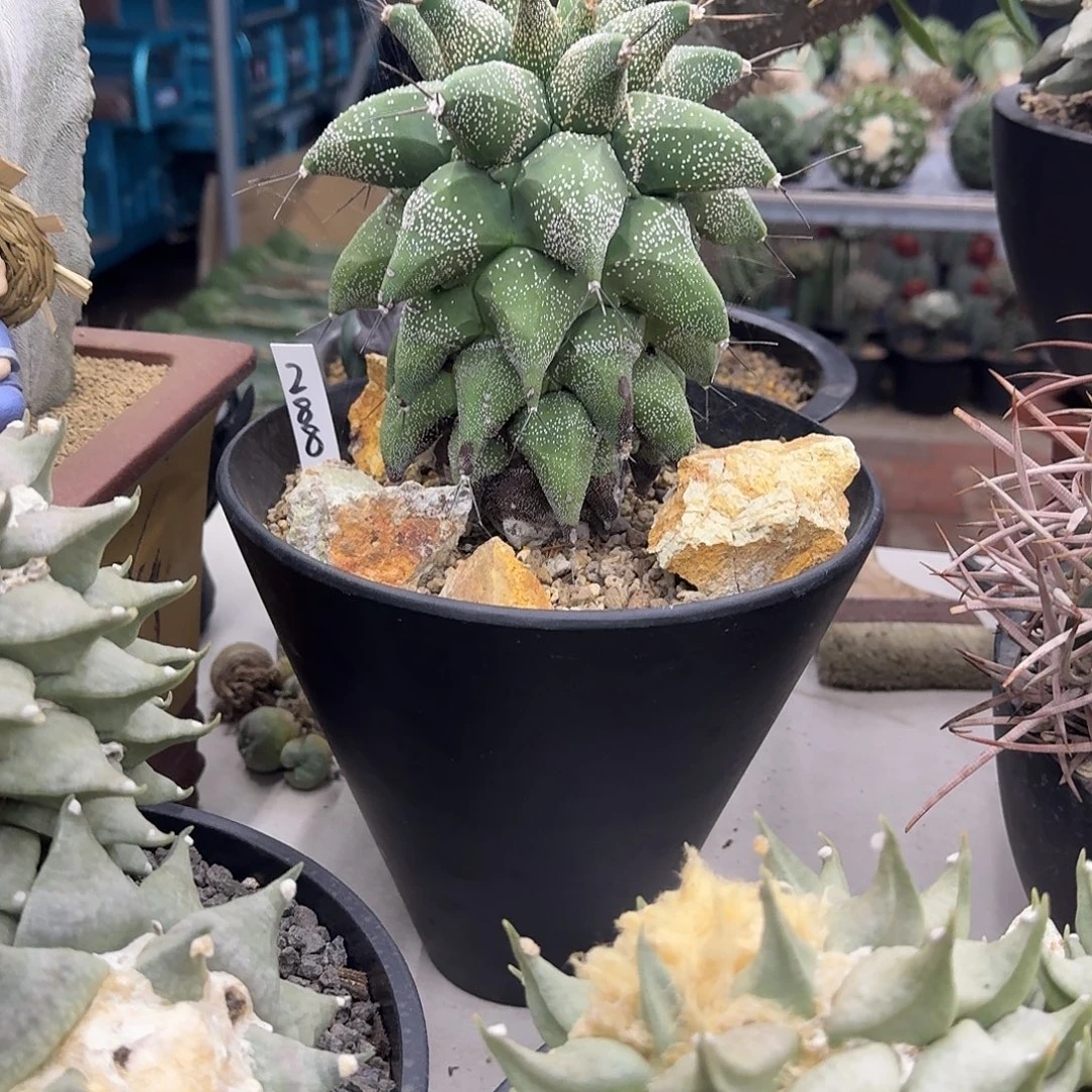 肥***r实生顶级角尤般若