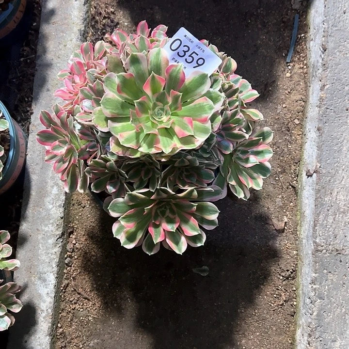 0359女郎多肉植物