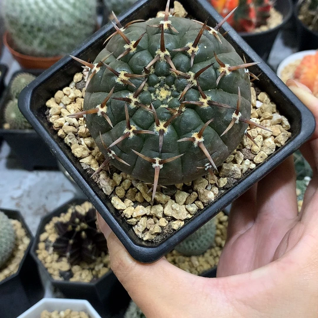 当前无花栽培后可以开花实生根裸萼杂花