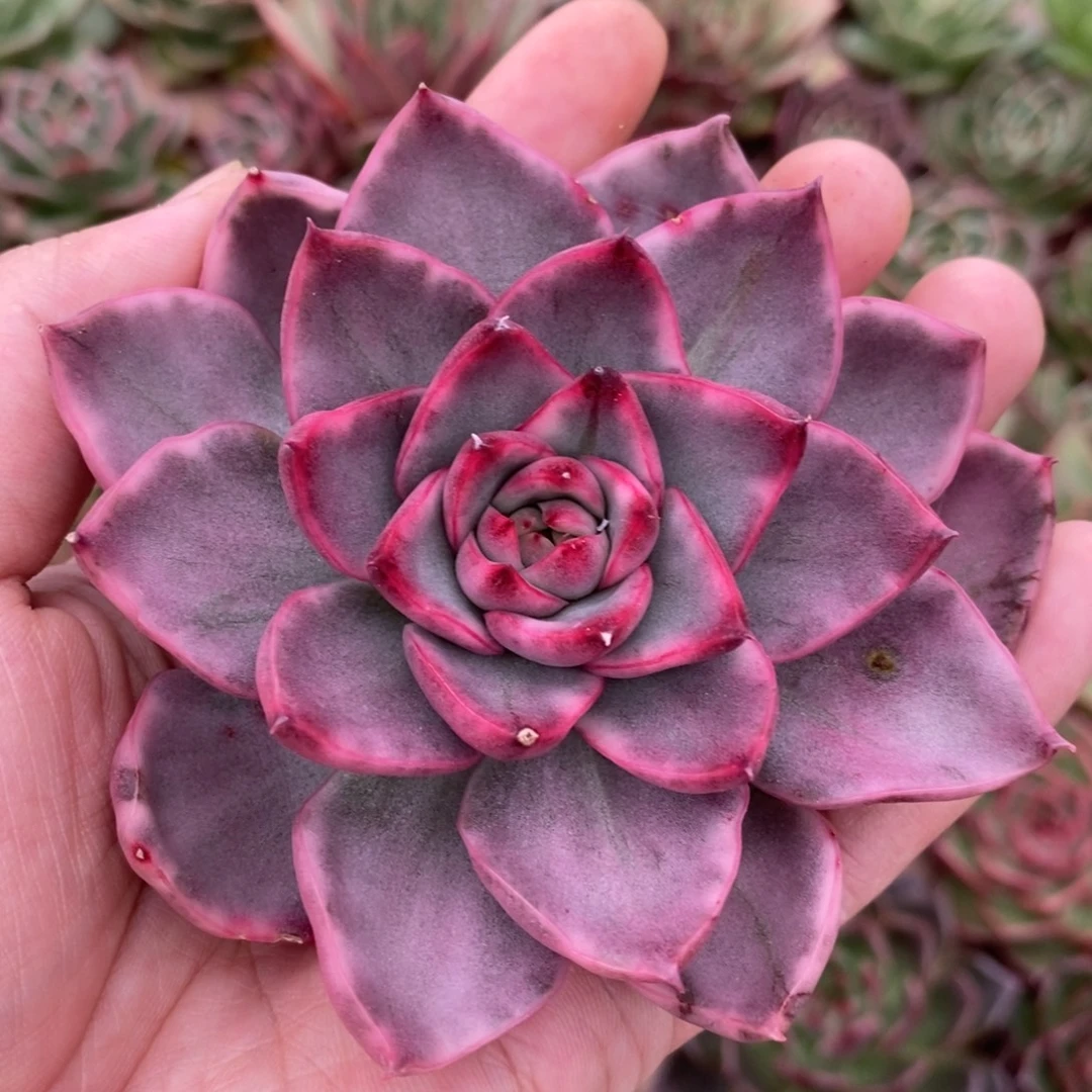 无花朵东云系多肉植物