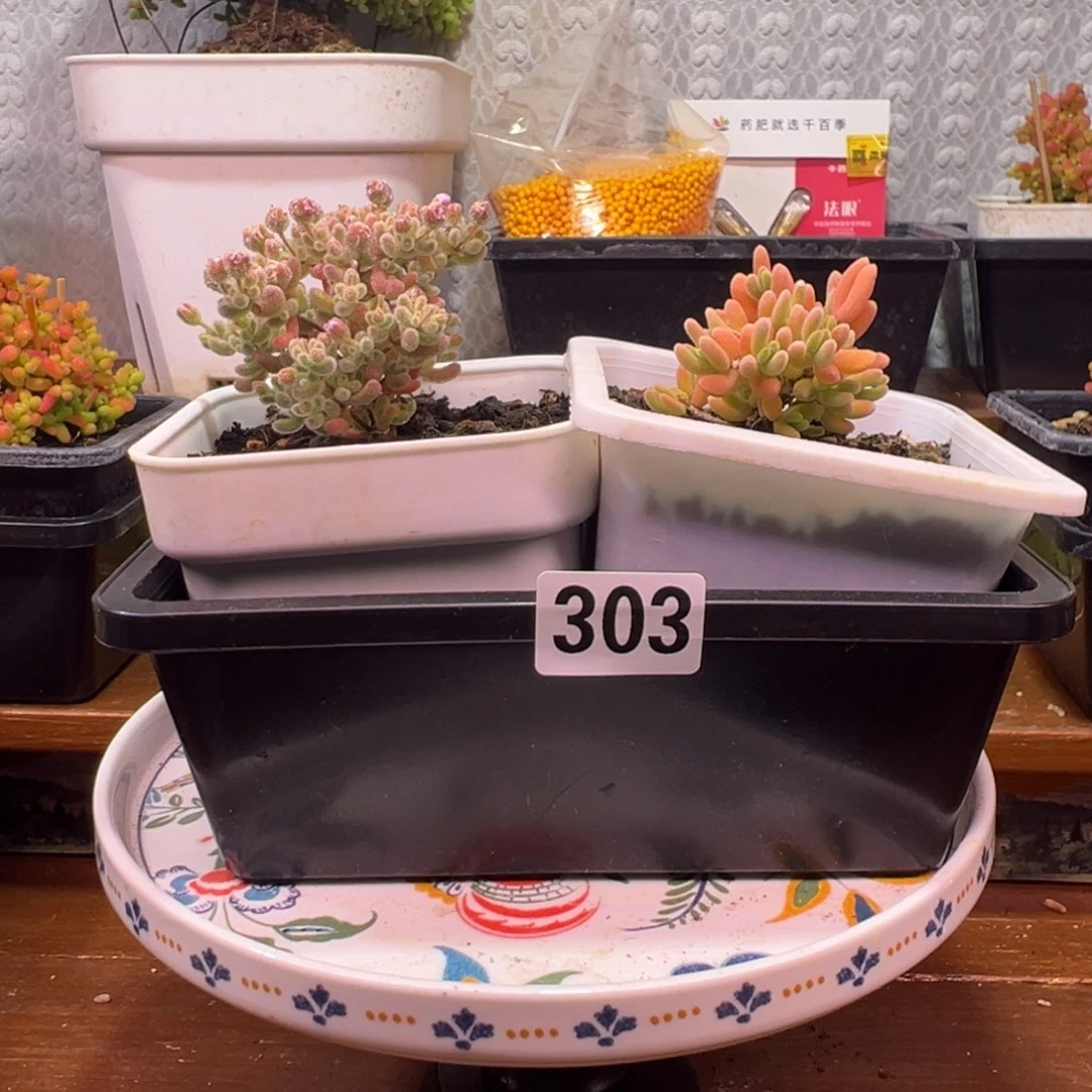 枝干番杏多肉植物303