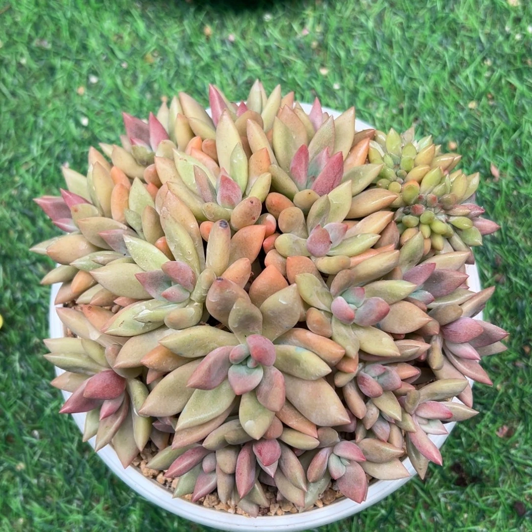 桃花源缀化朵朵球型缀