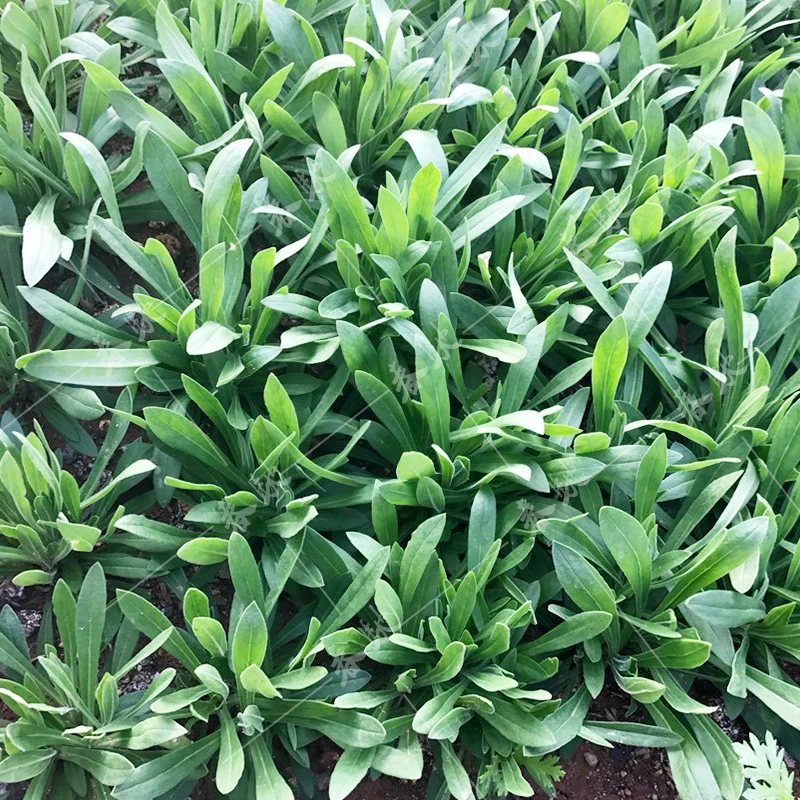 面条菜种子 纤维少味道鲜美