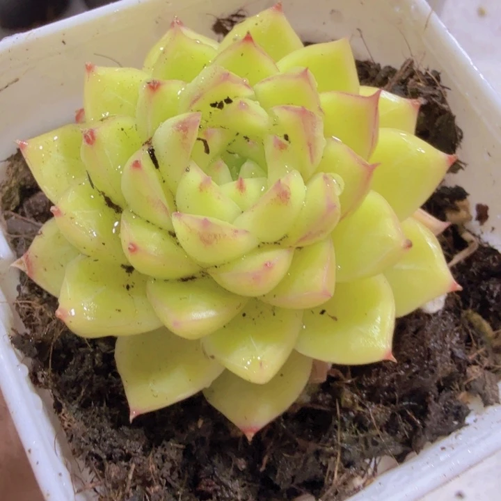 炫彩麦秆福利一颗