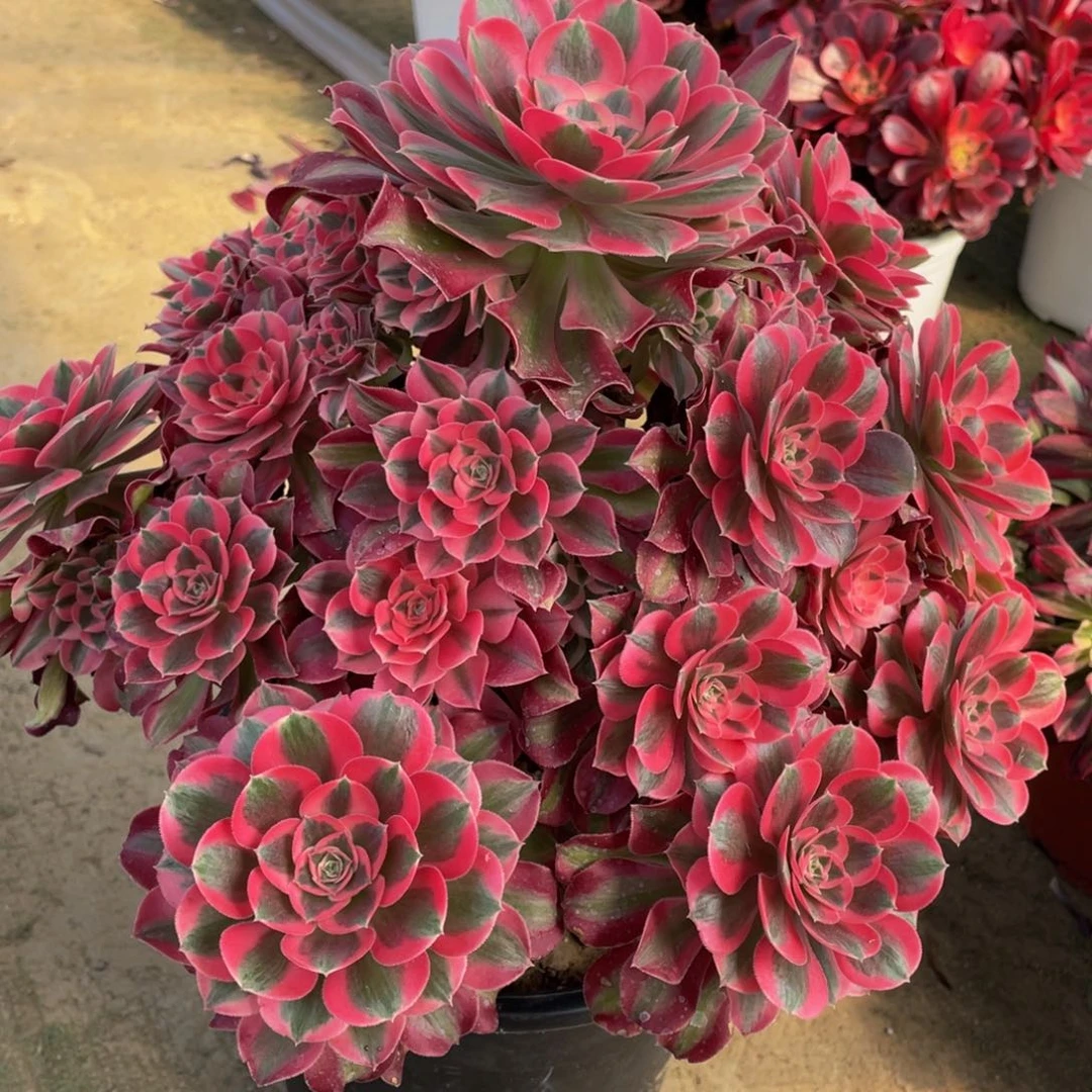 星*480七彩石精品法师多肉