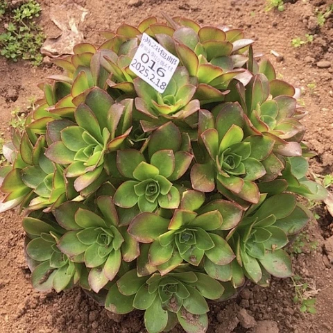 2.18-16魅金多肉植物