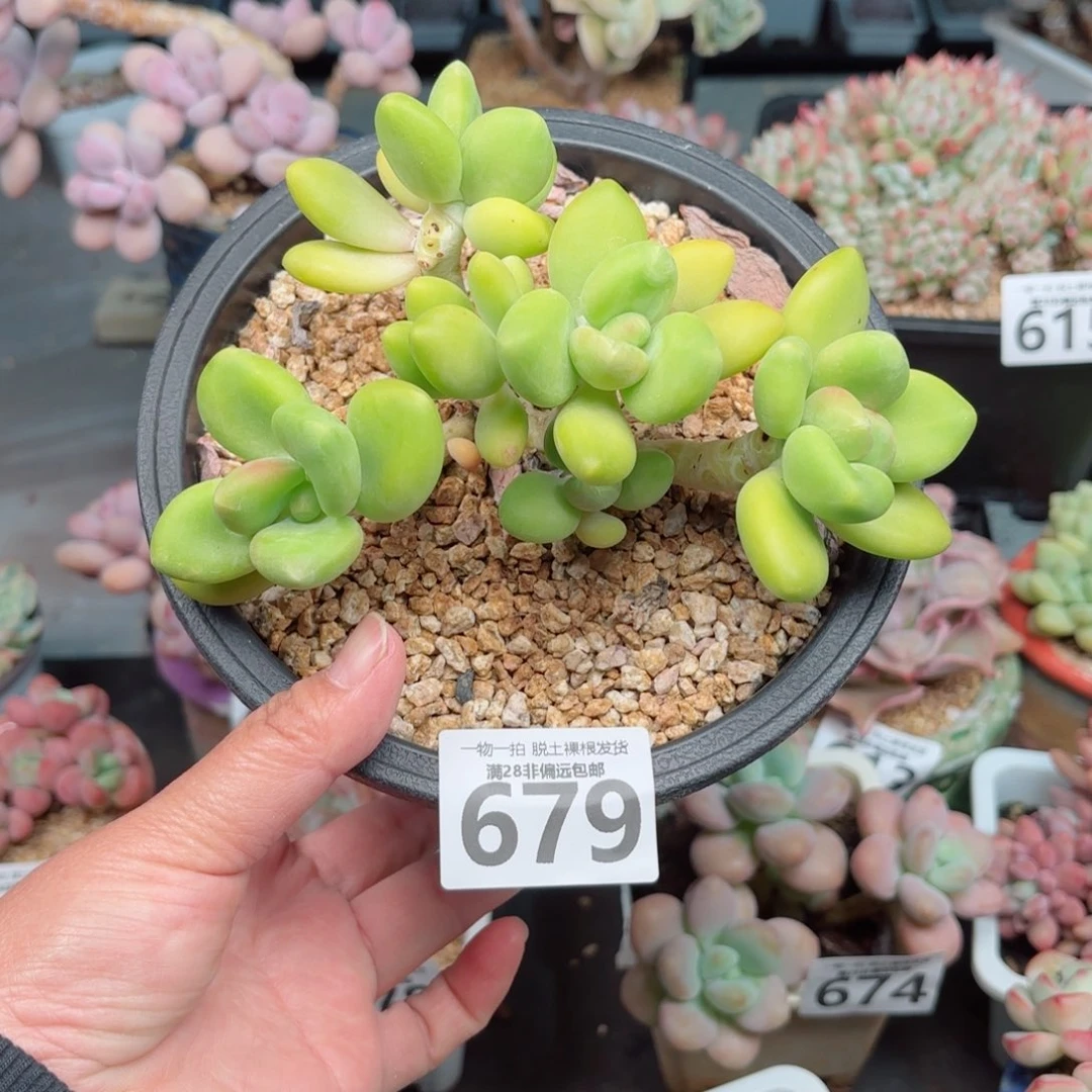 芒果kK奶多肉多肉多肉