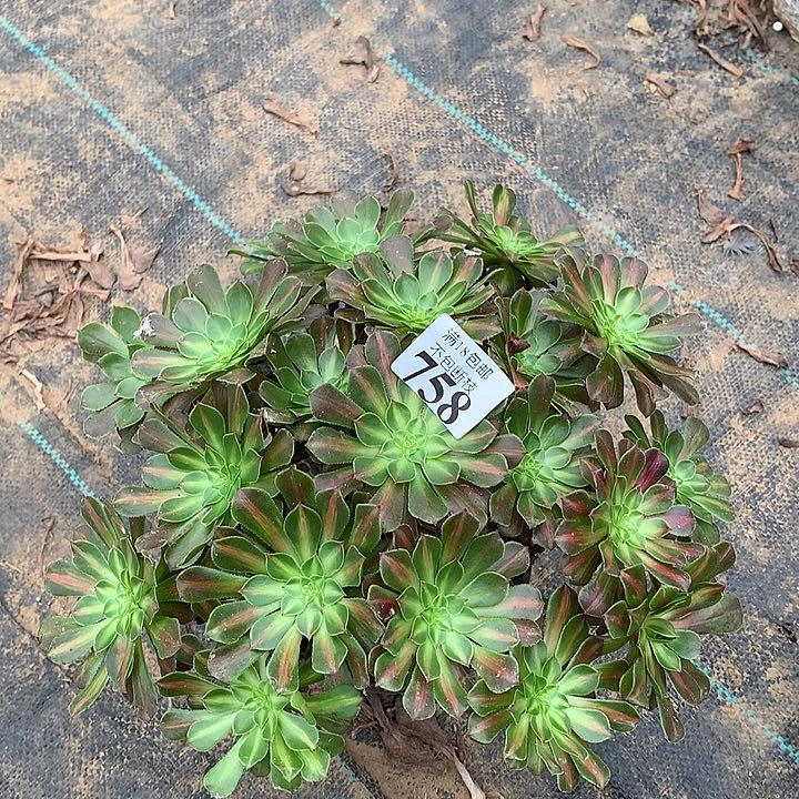 758铜壶中班大绣球1号