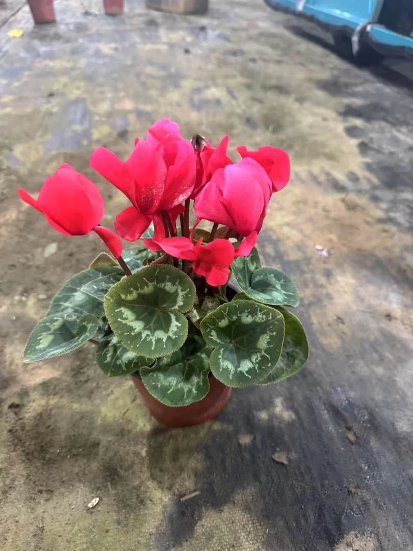 红色仙客来盆栽耐寒四季开花室内好养植物