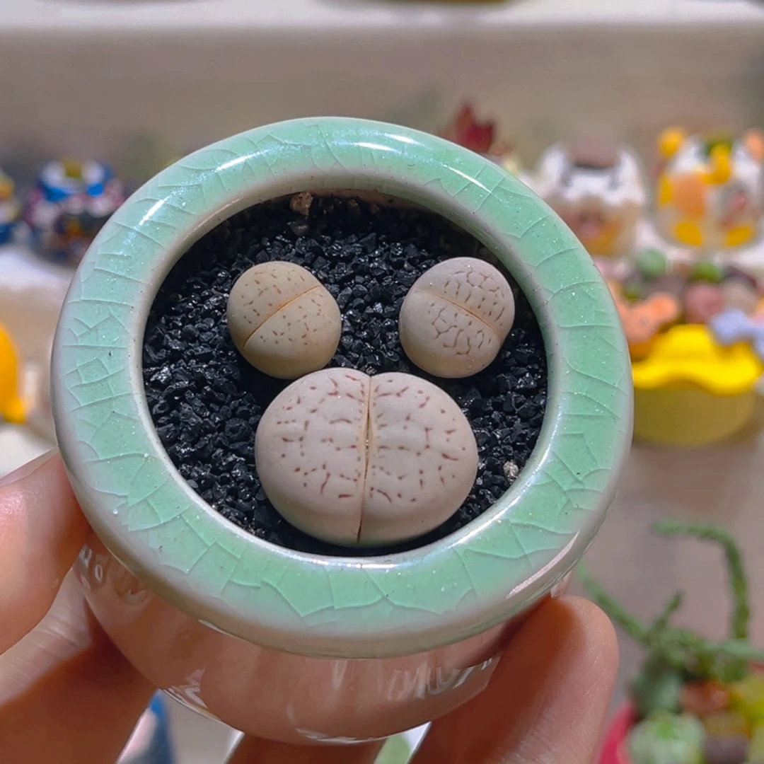 040高端多肉带盆带土