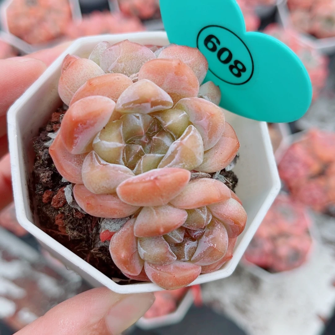 608号小老桩糖心群