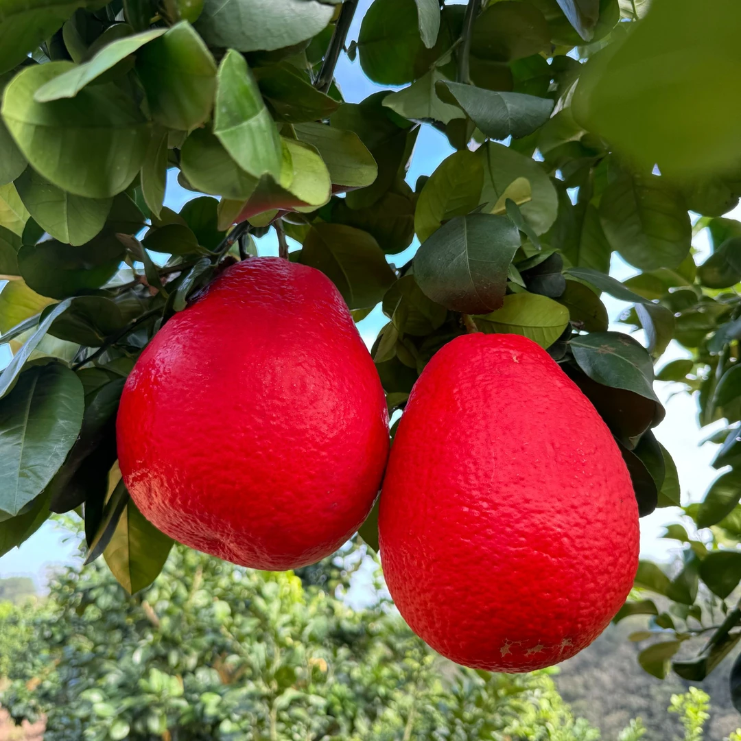 精品水果泰国暹罗红柚香水红柚红皮红肉乔迁新居结婚开业喜事必备