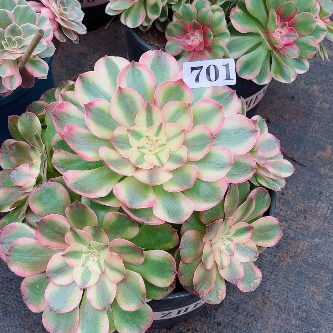 无花朵花*子多肉植物半糖701