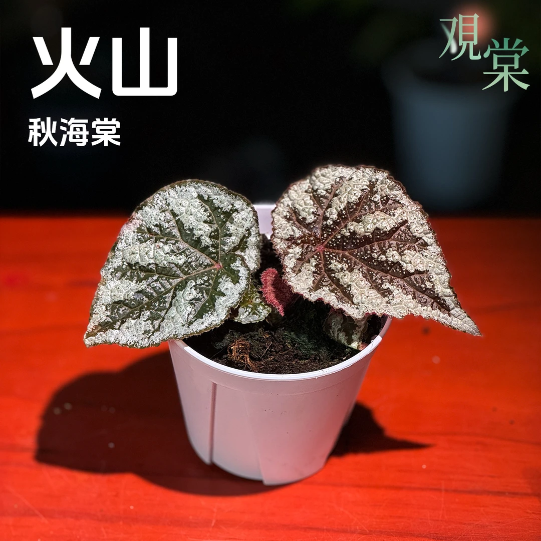 【观棠｜火山秋海棠】嵌银白碎斑 棕红叶背似熔岩 肌理如火山喷雪