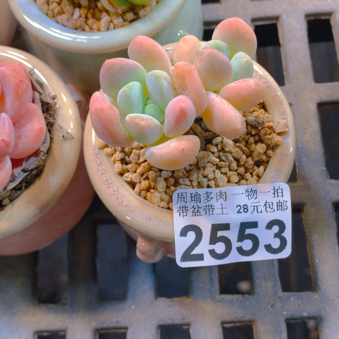精控多肉植物2553
