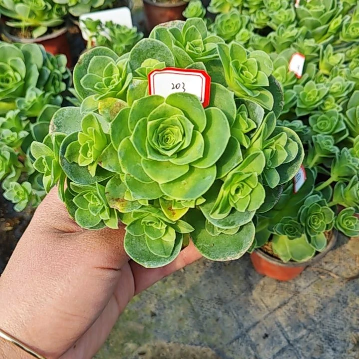 山地玫瑰多肉 203