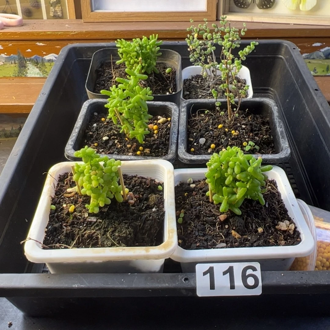 枝干番杏多肉植物116乐