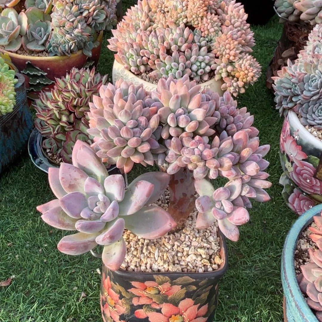 奥普树缀一物一拍