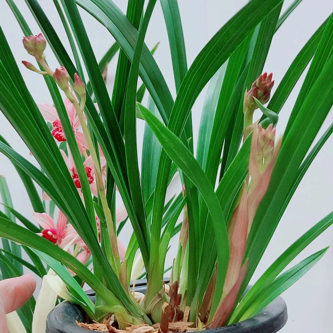 当前无花栽培后可以开花