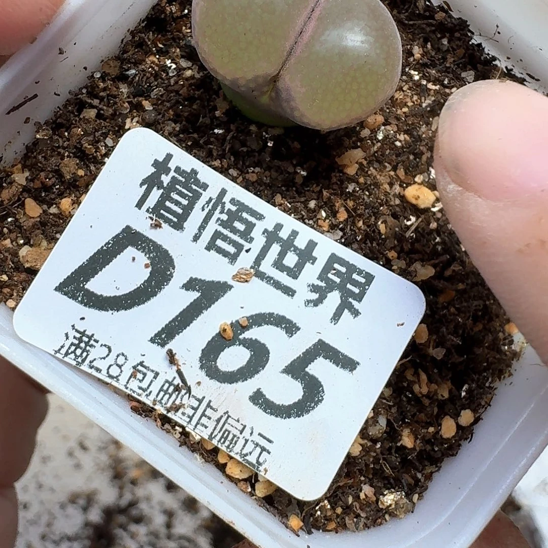 多肉植物的人Fv的润泽