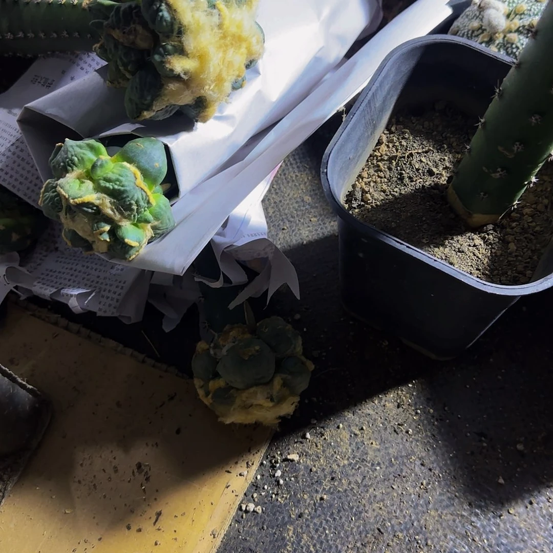 顽***夫六个蛋蛋999仙人球开花