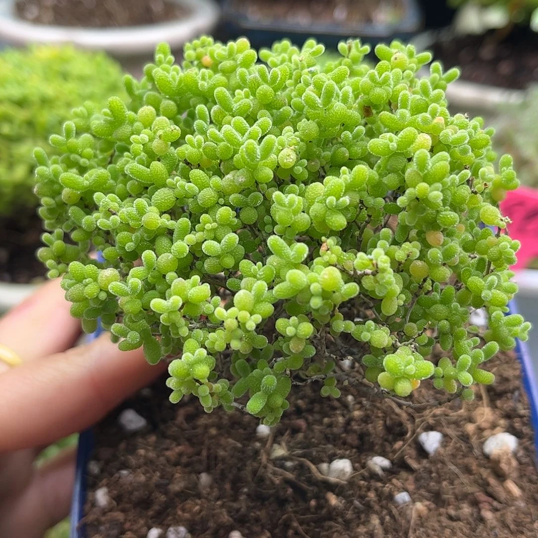 008蜜桔糖球优选枝干