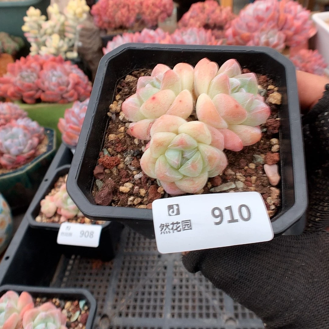 910冰玉多肉植物666