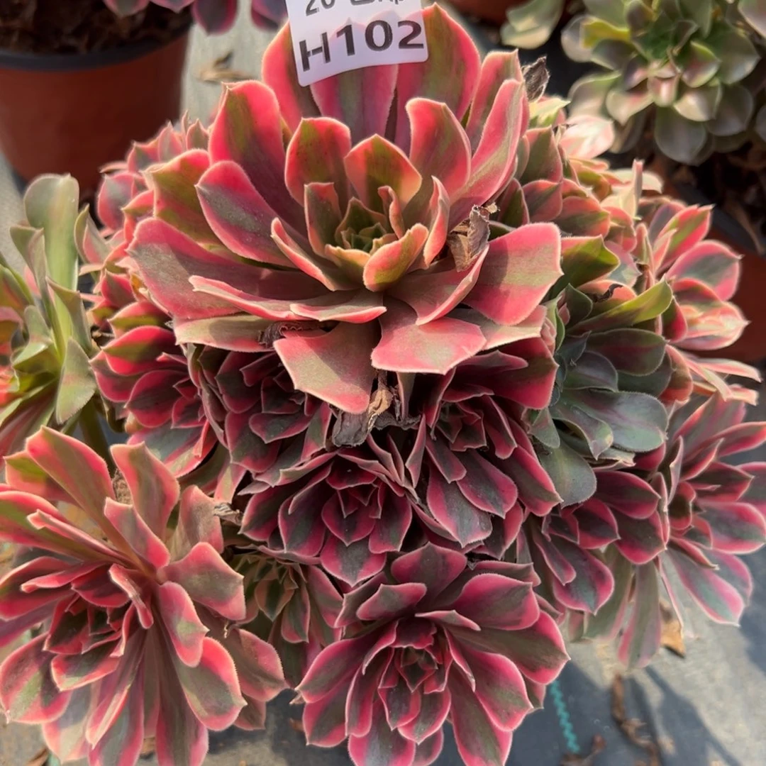 盛***实102女妖，多肉法师