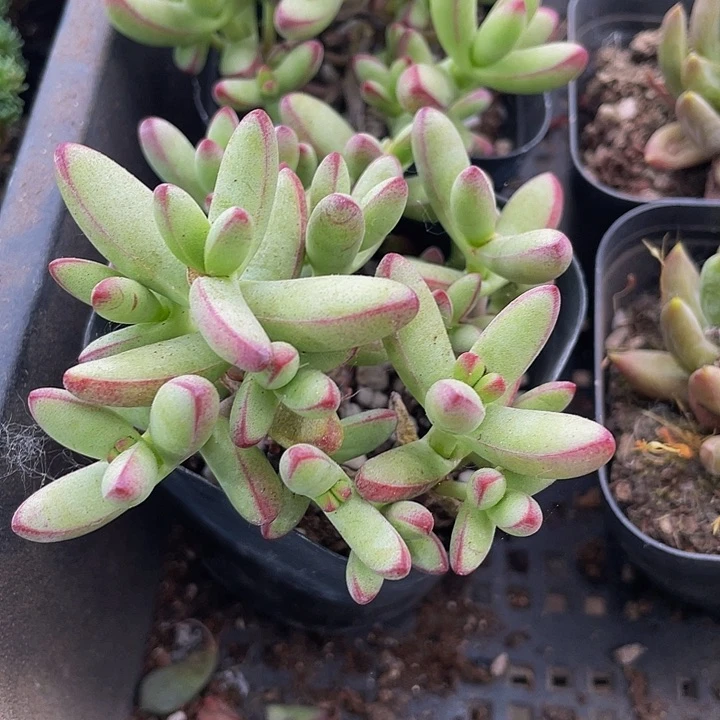 小天狗群2.8带盆土发