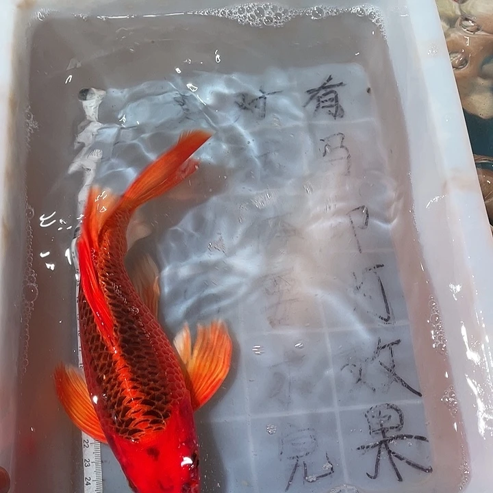 蝴蝶鲤鱼渔场直发49