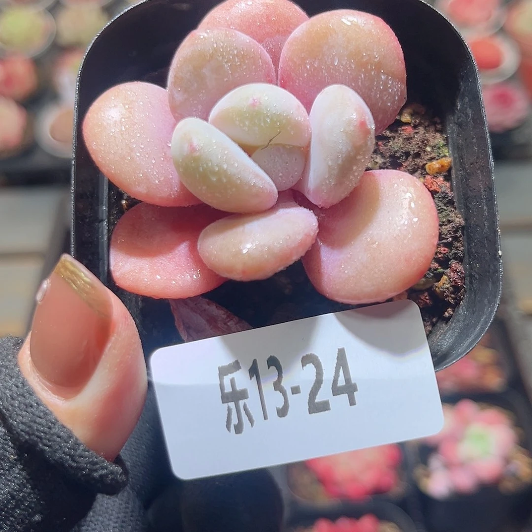 乐13-24 桃蛋单头