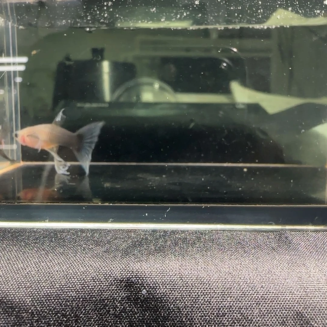 孔雀鱼关注主播可以竞拍
